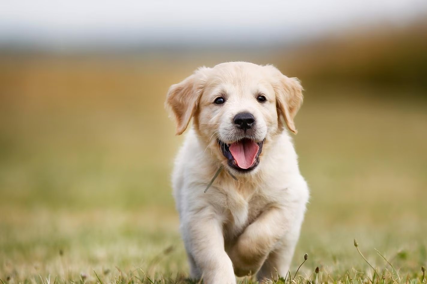 ¿A qué edad come croquetas un cachorro?