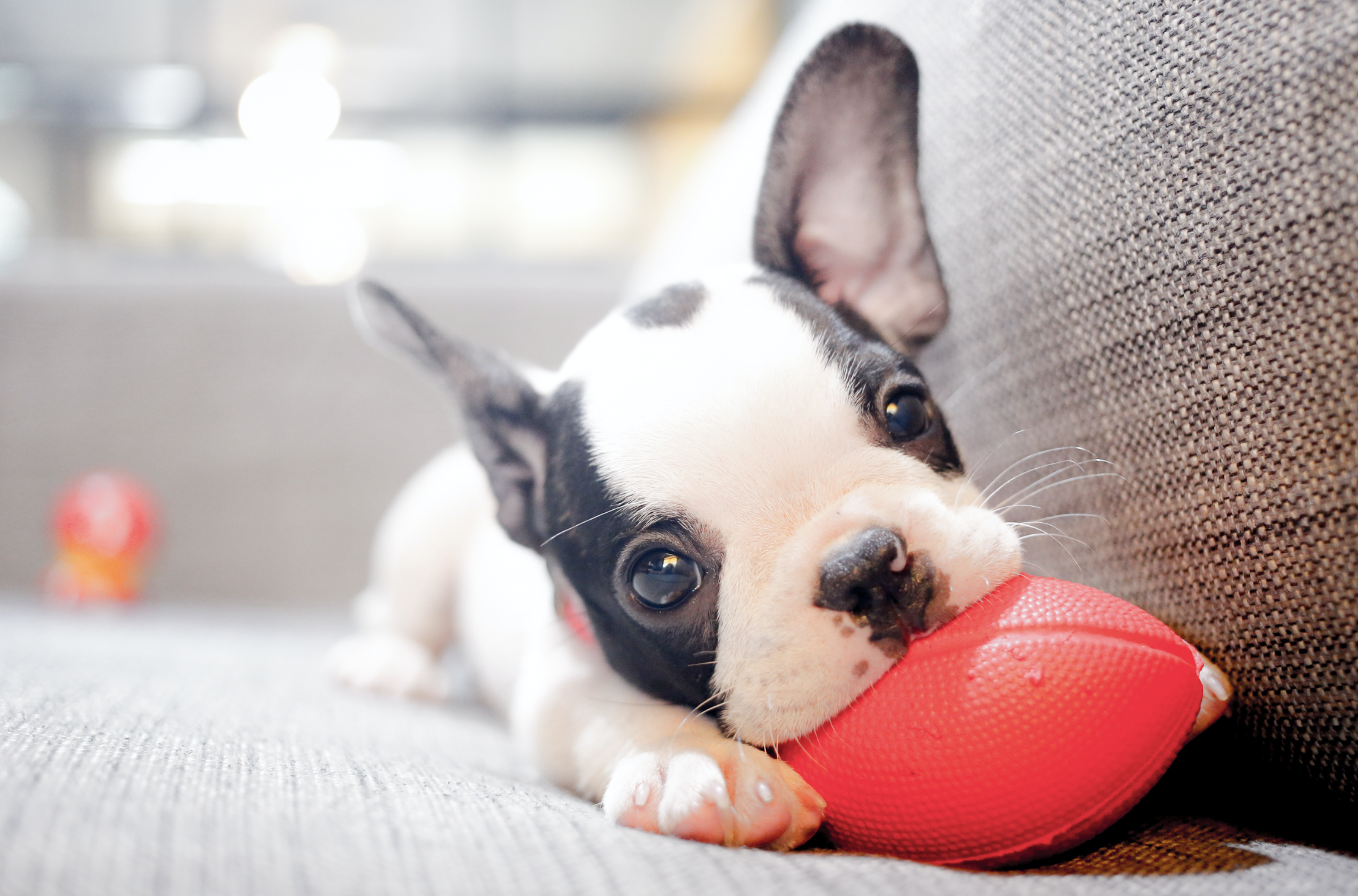 Alimentación para cachorros primer año