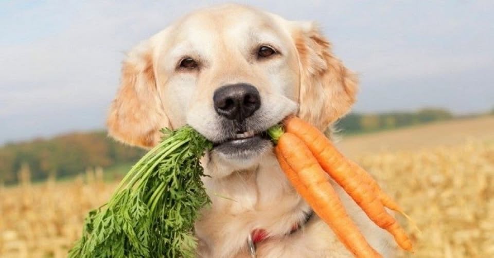 Alimentación para Golden Retriever