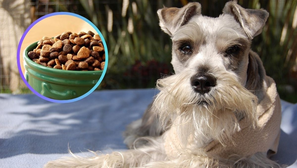 Alimentación para Schnauzer