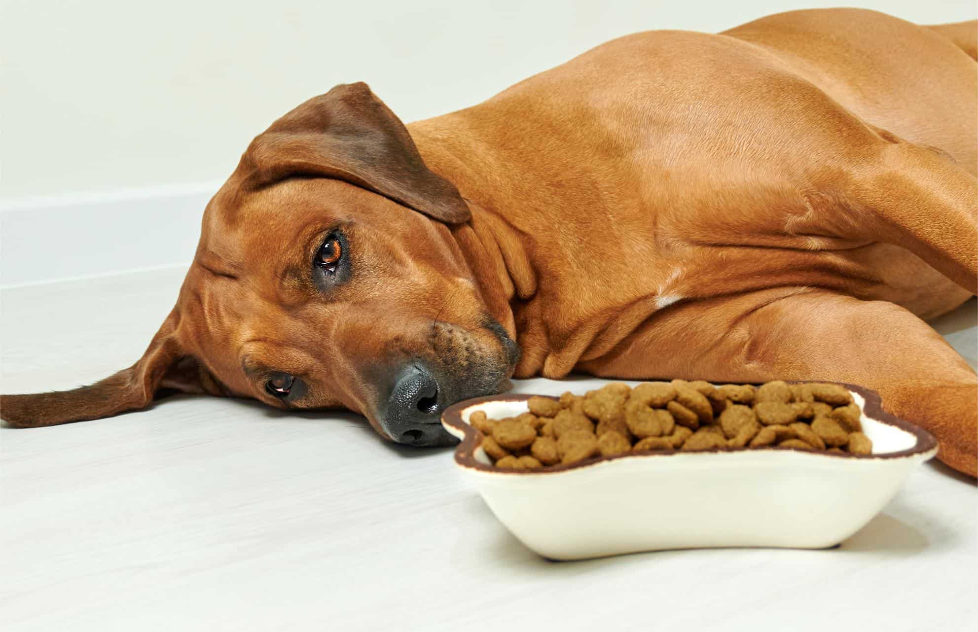 Cada cuánto cambiar croquetas del perro