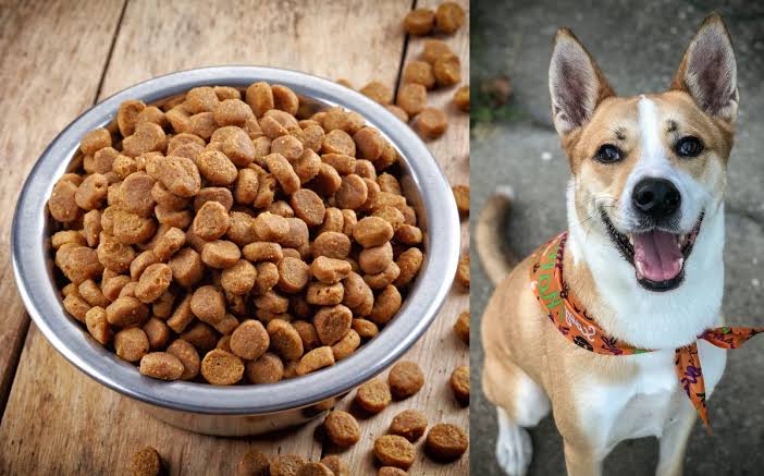 Croquetas hipoalergénicas para perros en México