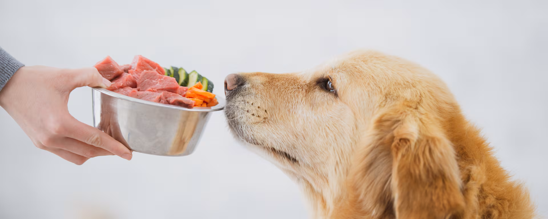 Croquetas para perro obeso