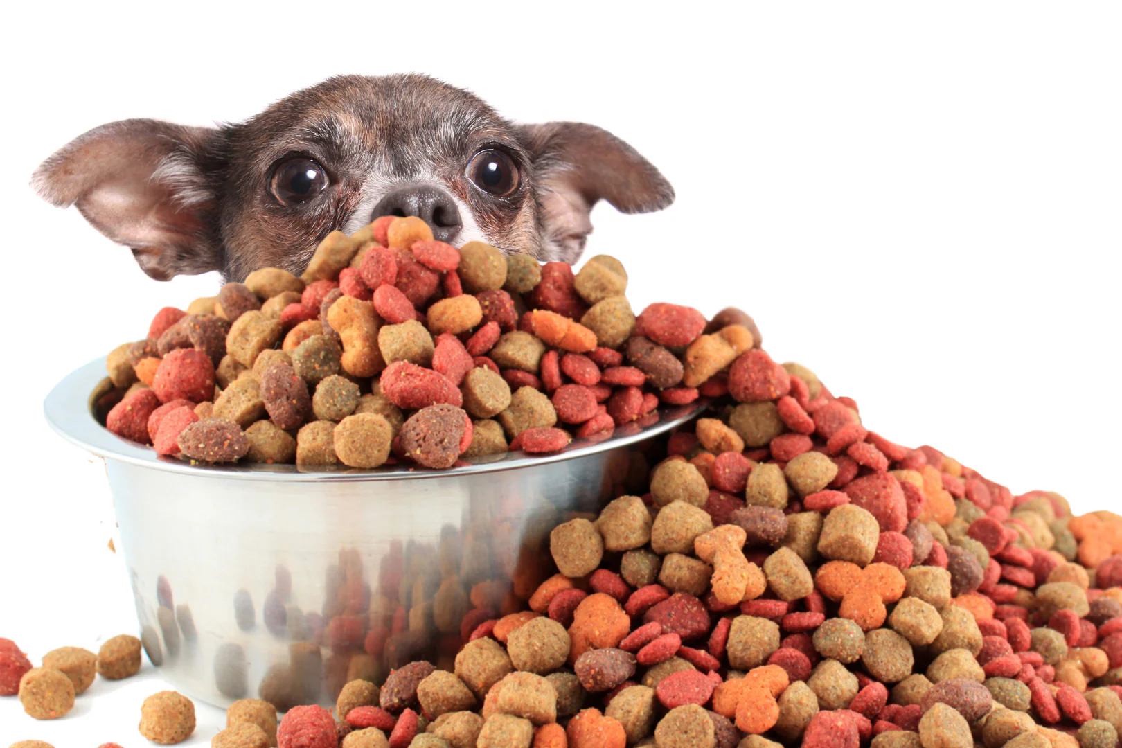 Croquetas para perros con alergia
