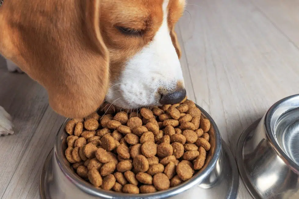 ¿Cuánta comida debe comer mi perro al día?