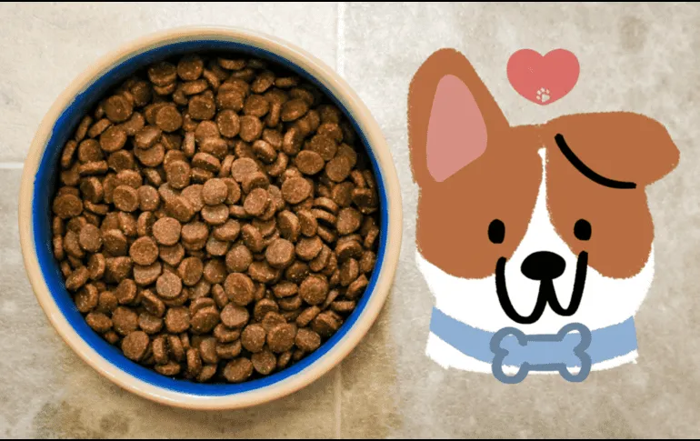 Proteína en croquetas para perros